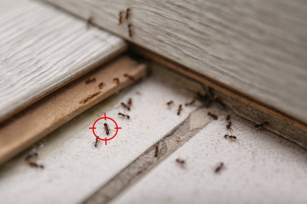 Best Local Pest Control Services  in West End, NY